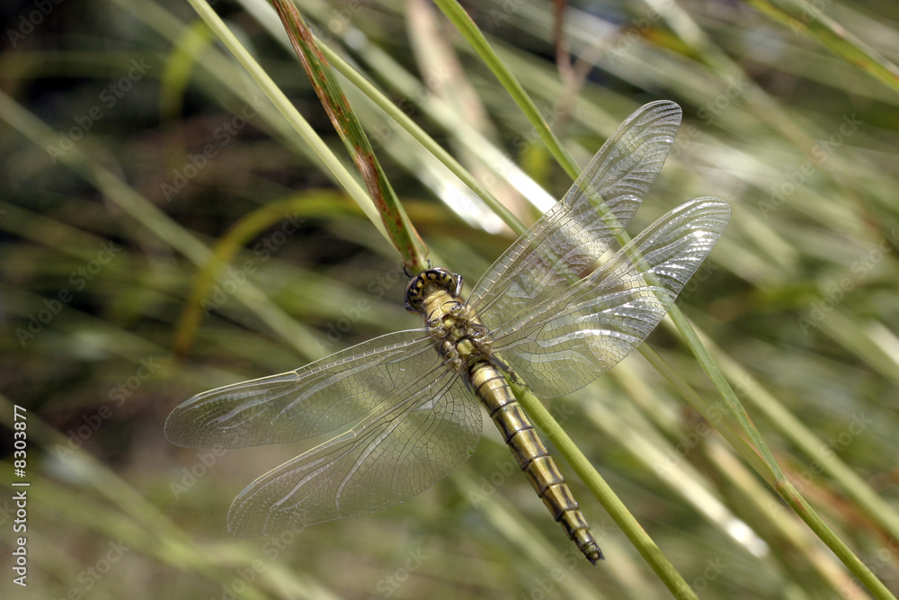 Libellule posée dans l'herbe Libellule posée dans l'herbe