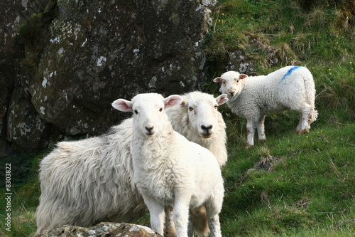 Welsh sheeps