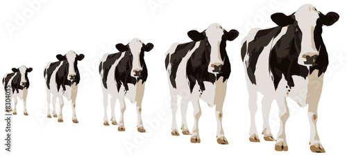 vaca