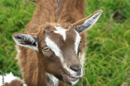Small goat