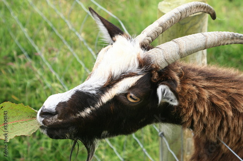 Brown Goat