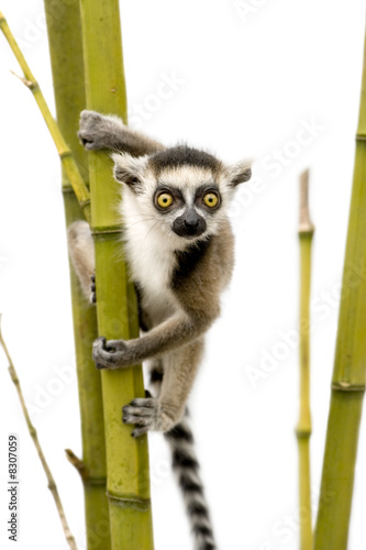 Ring-tailed Lemur  6 weeks  - Lemur catta