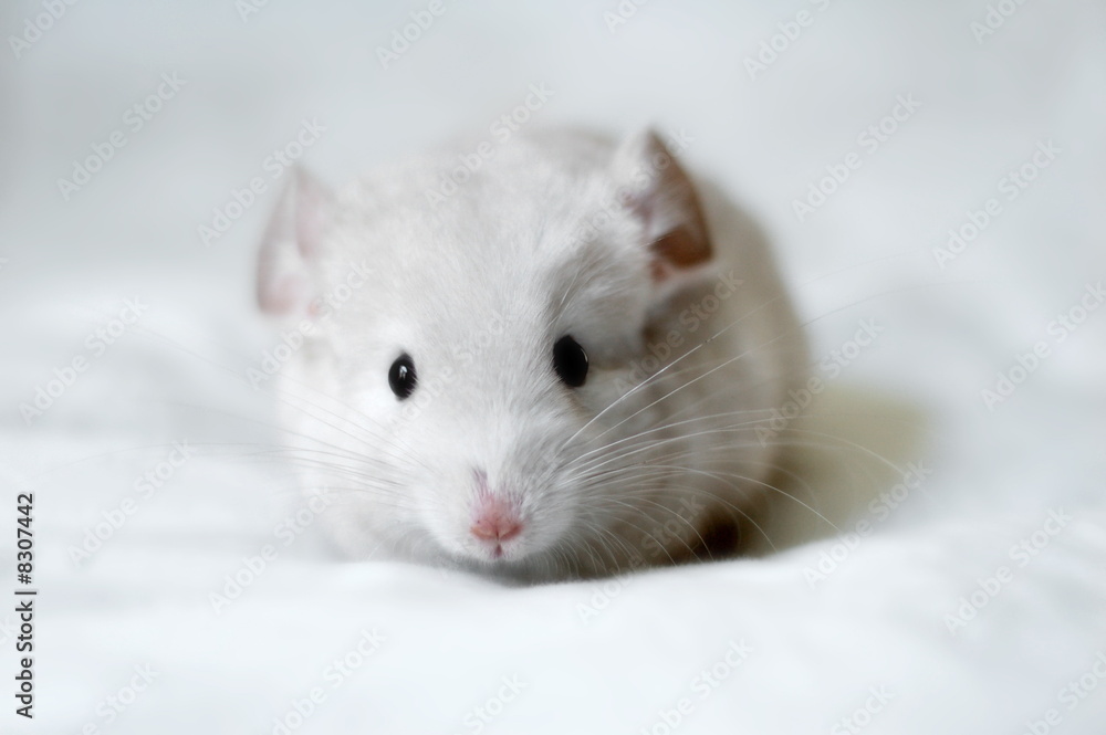 Chinchilla Chinchilla