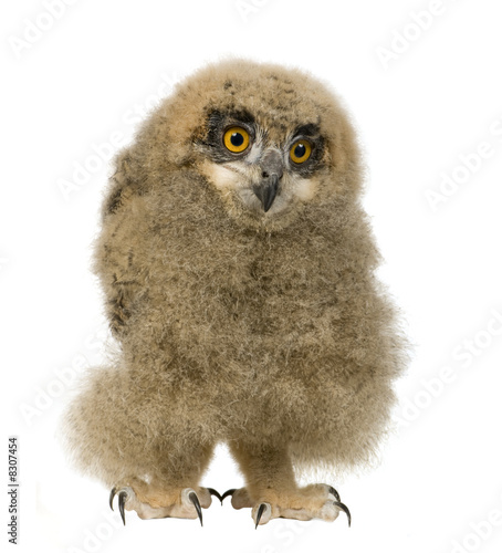 Eurasian Eagle Owl - Bubo bubo (6 weeks)