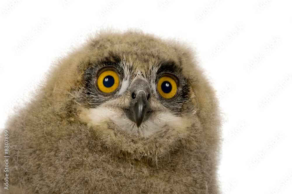 Eurasian Eagle Owl - Bubo bubo (6 weeks) Eurasian Eagle Owl - Bubo bubo (6 weeks)