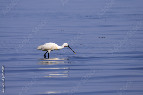 Spoonbill in the nature