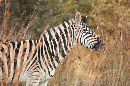 Zebra on safari