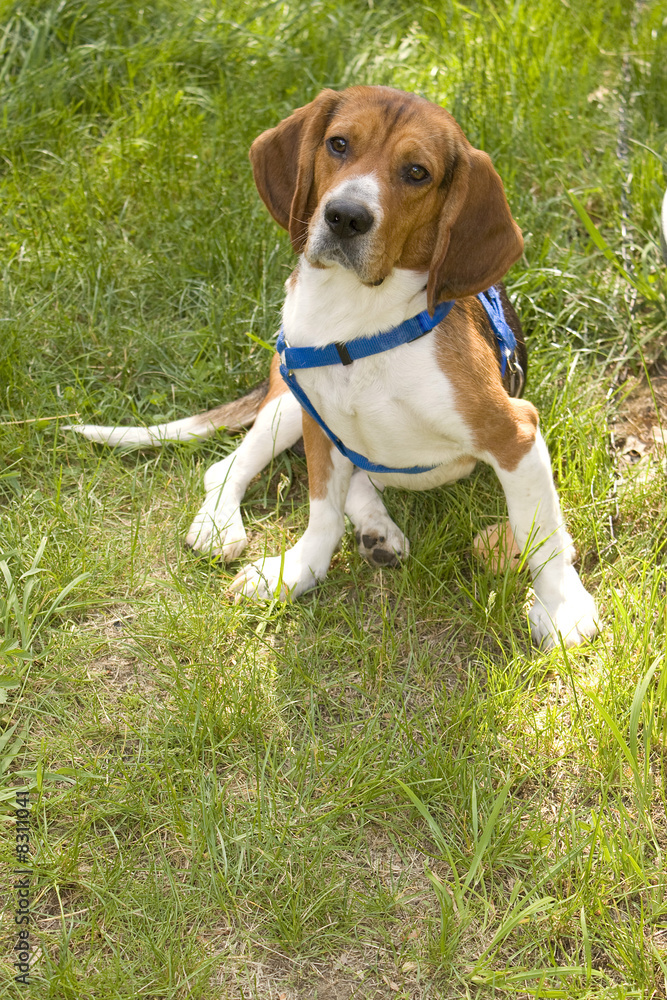 Cute Beagle Dog