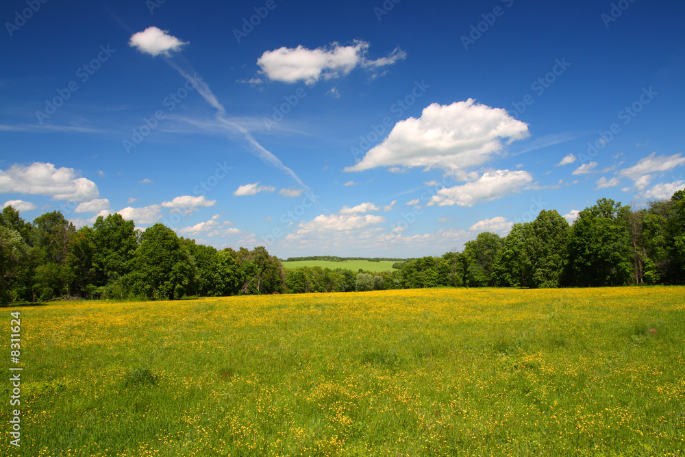 Fototapeta premium summer landscape