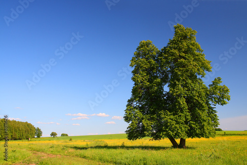 summer landscape with lime tree
