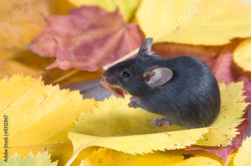 Black mouse and autumn leaves © Igor Dmitriev