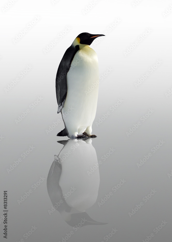 Obraz premium Penguin