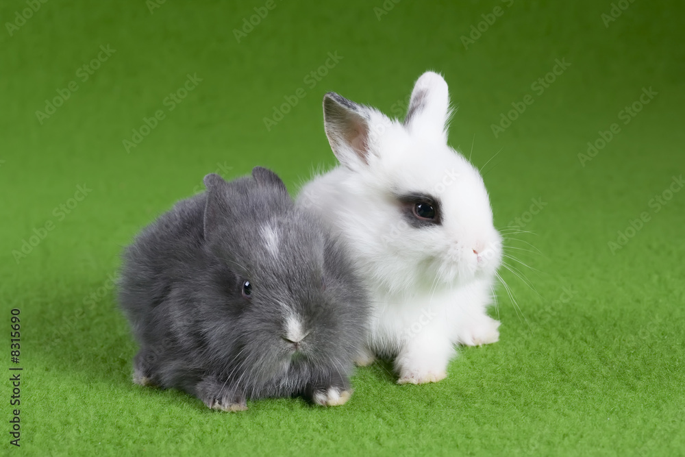 grey and white bunny, isolated on green background grey and white bunny, isolated on green background