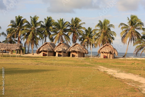 cabanes et cocotier photo