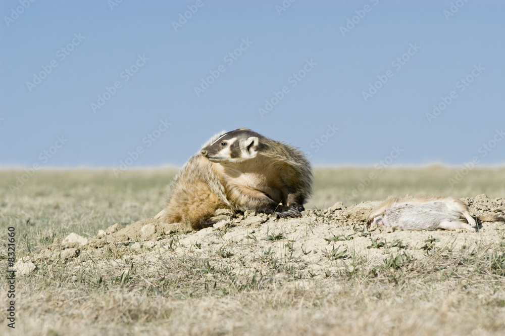 Fototapeta premium Badger