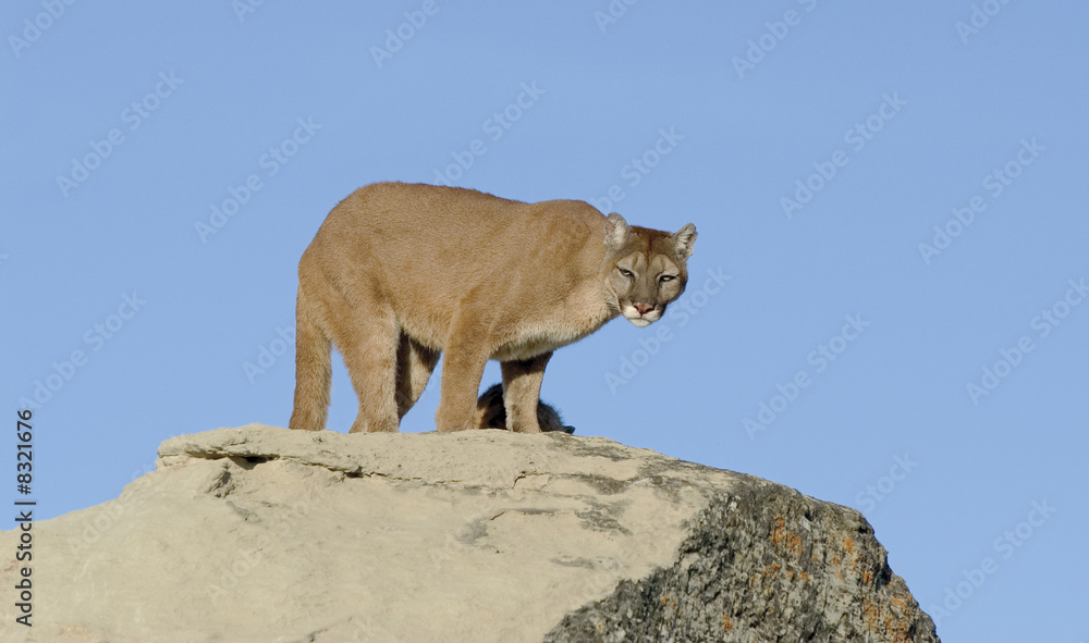 Obraz premium Cougar