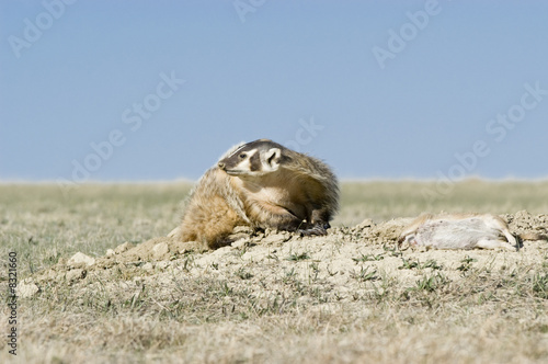 Badger