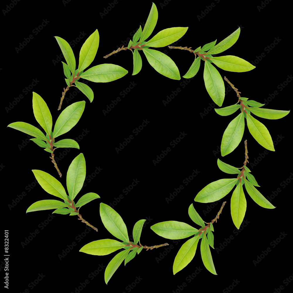 Naklejka premium Bay Leaf Garland