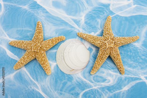 Starfish and Seashells