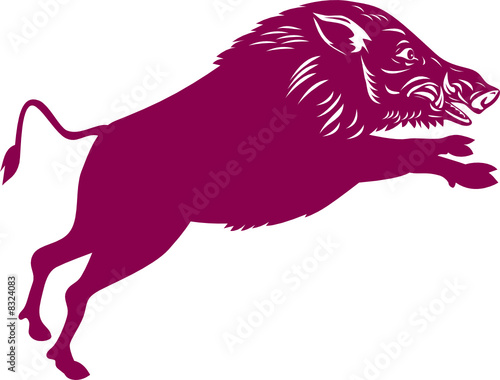 Wild boar