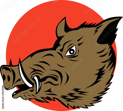 Wild pig