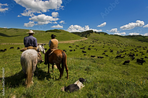 Cattle drive