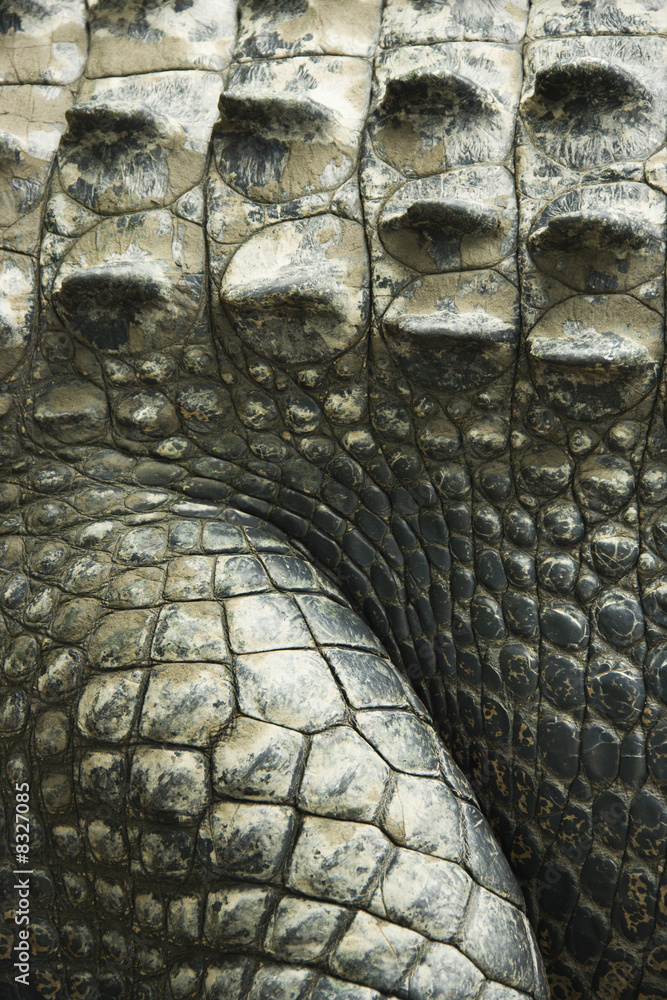 Fototapeta premium Crocodile skin.