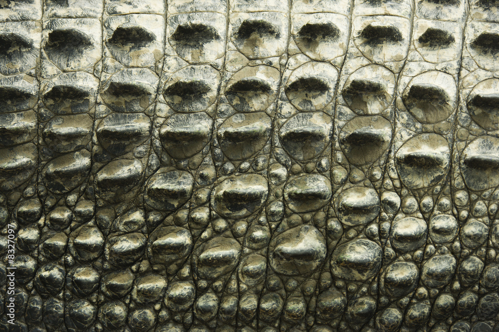 Obraz premium Crocodile texture.