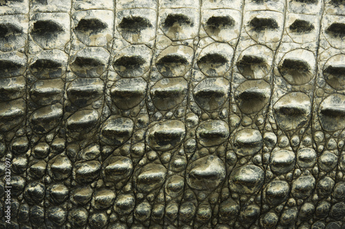 Crocodile texture.