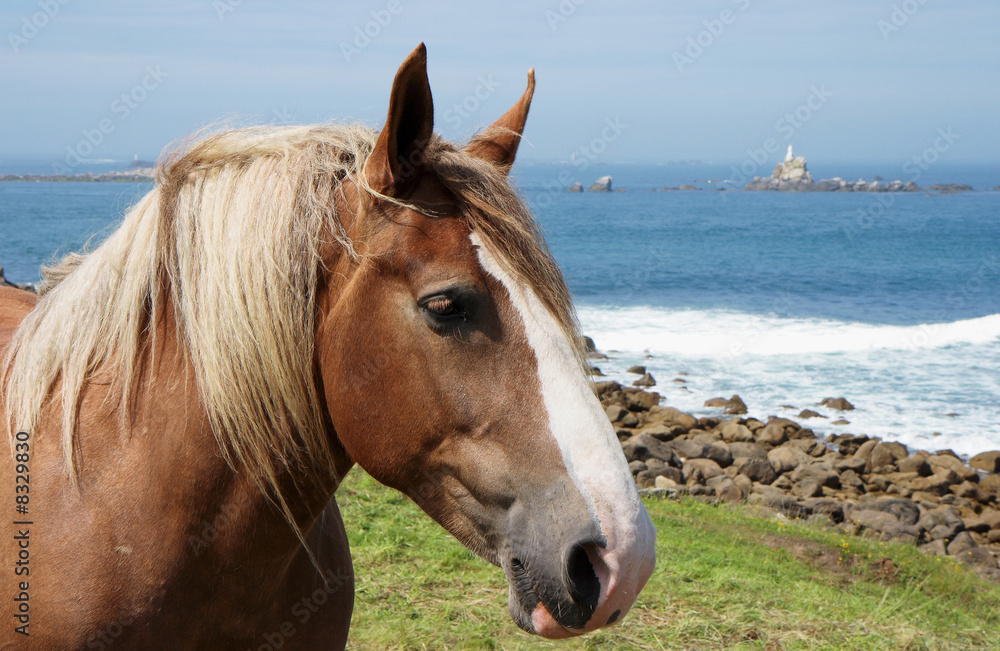 Fototapeta premium tête de percheron