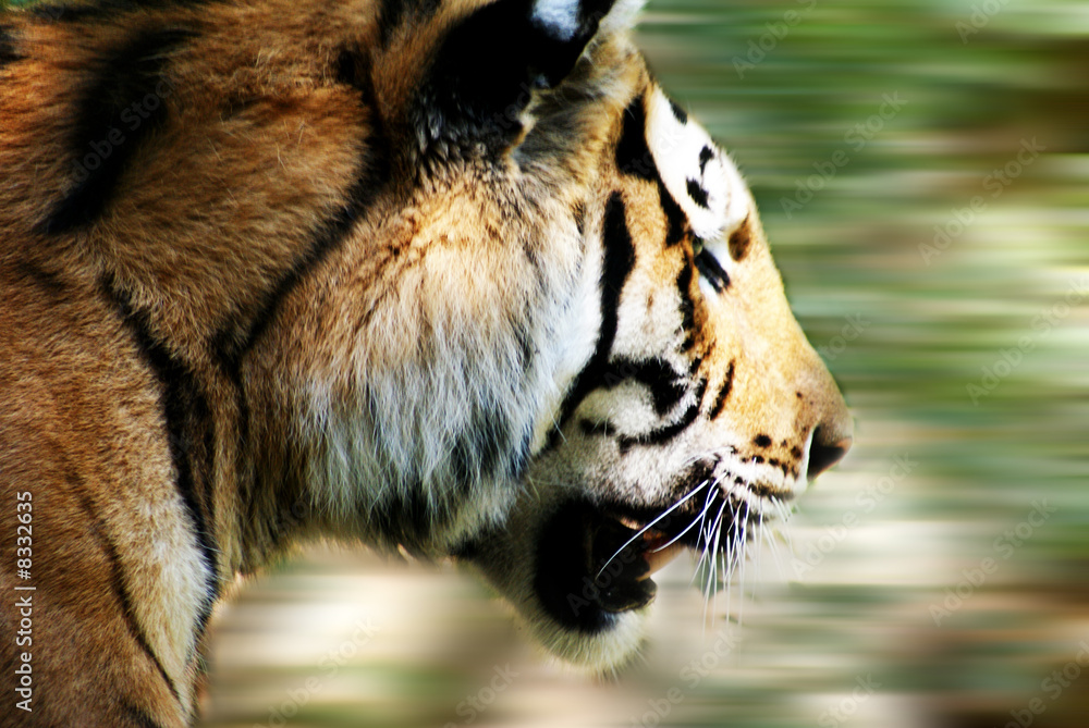 Tiger bei der Jagd