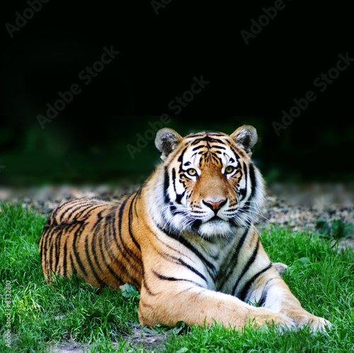 wildes Tier ( Tiger )