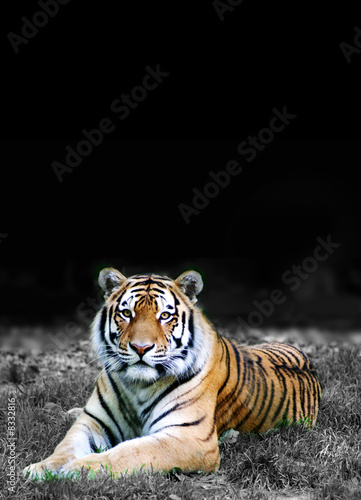Fototapeta Naklejka Na Ścianę i Meble -  Tiger in all seiner Schönheit 2