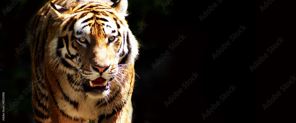 Tiger bei der Jagd - obrazy, fototapety, plakaty 