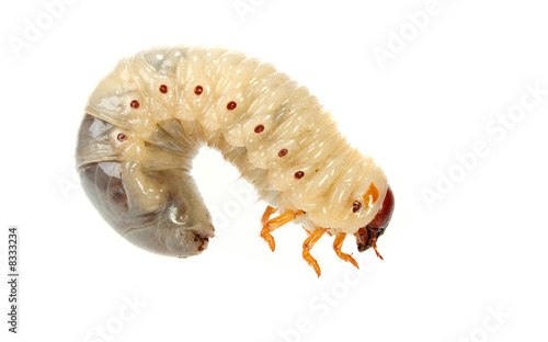 cockchafer
