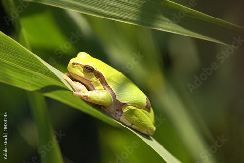 Laubfrosch photo