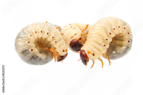 cockchafer