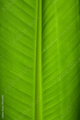 Banana Leaf Closeup