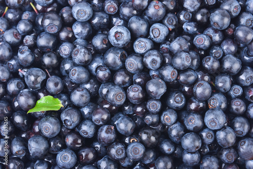 Slika na platnu sweet bilberries as a background