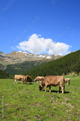 Cows in a field