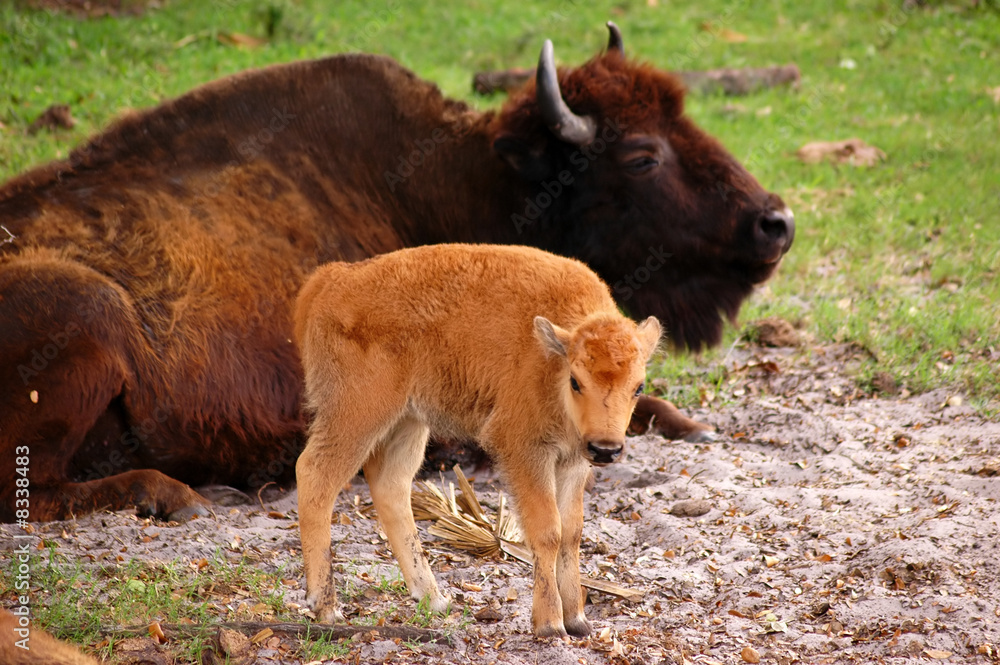 Fototapeta premium Bison Calf