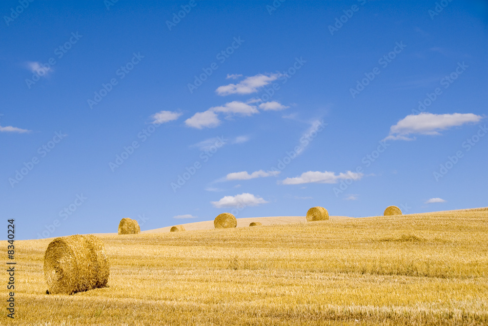 Fototapeta premium ballots de paille