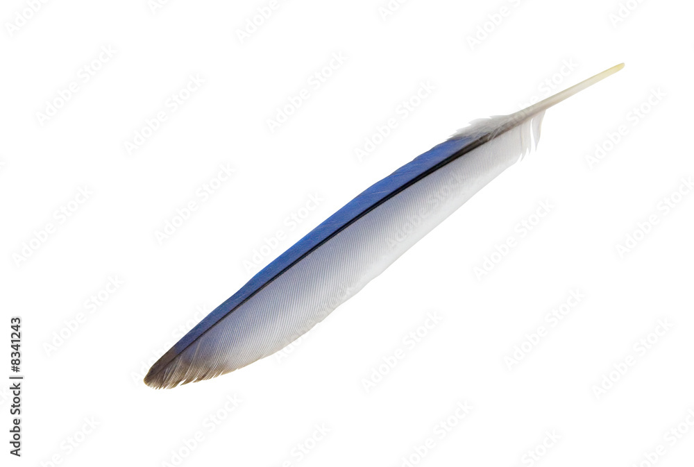 Blue Jay Feather Blue Jay Feather
