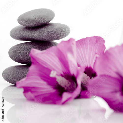pebble with ibiscus flower isolated over white