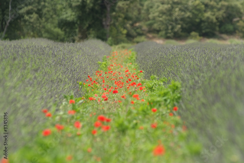 coquelicots dans la lavande