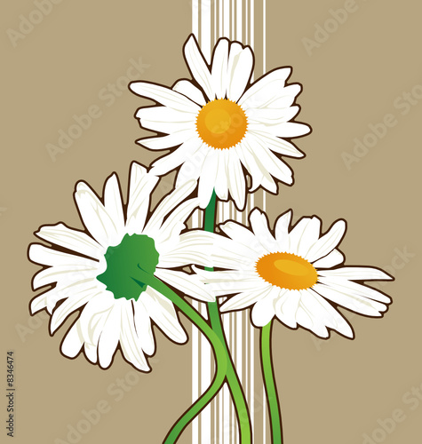 chamomile flowers