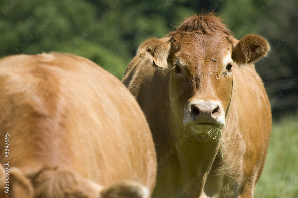 portrait of cows