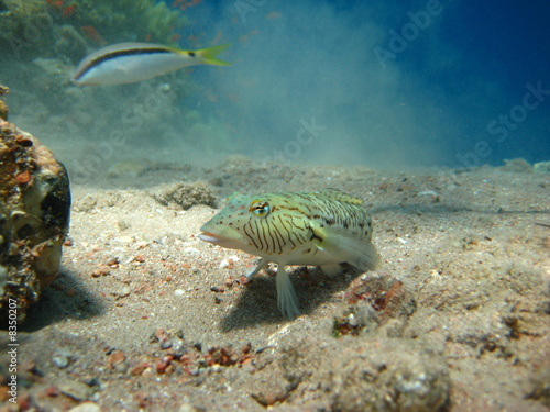 Riff-Eidechsenfisch © Hennie Kissling