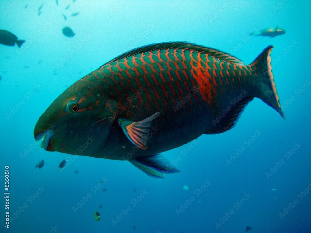 Papageienfisch Papageienfisch