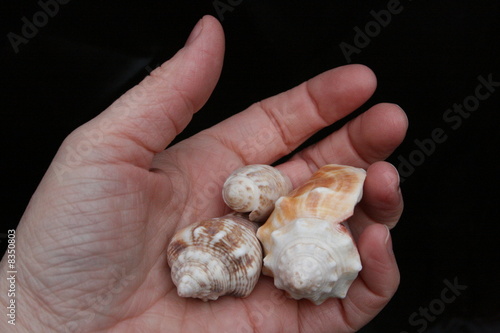 handful of shells